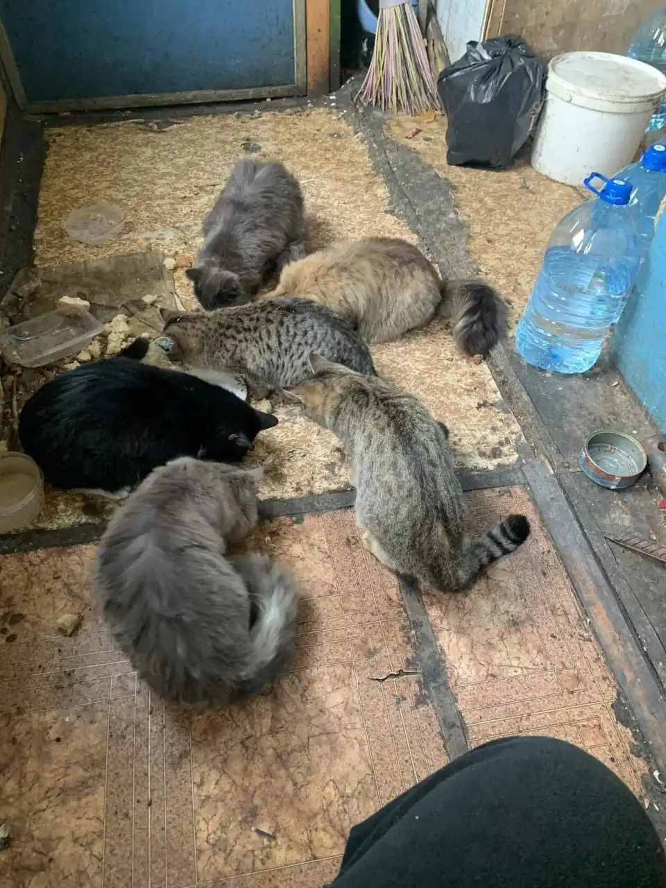 Пристройство 6 кошек и котов в добрые руки