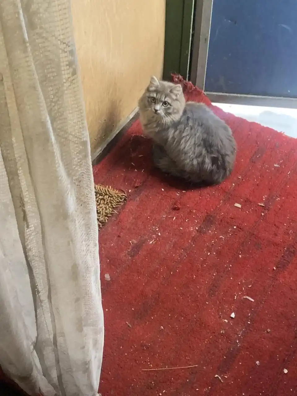 Пристройство 6 кошек и котов в добрые руки