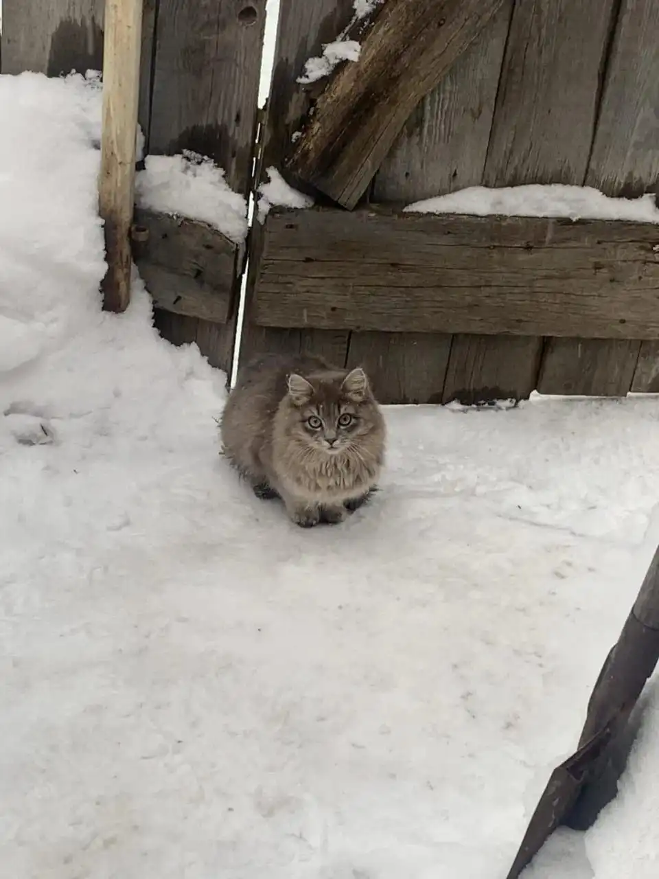 Пристройство 6 кошек и котов в добрые руки