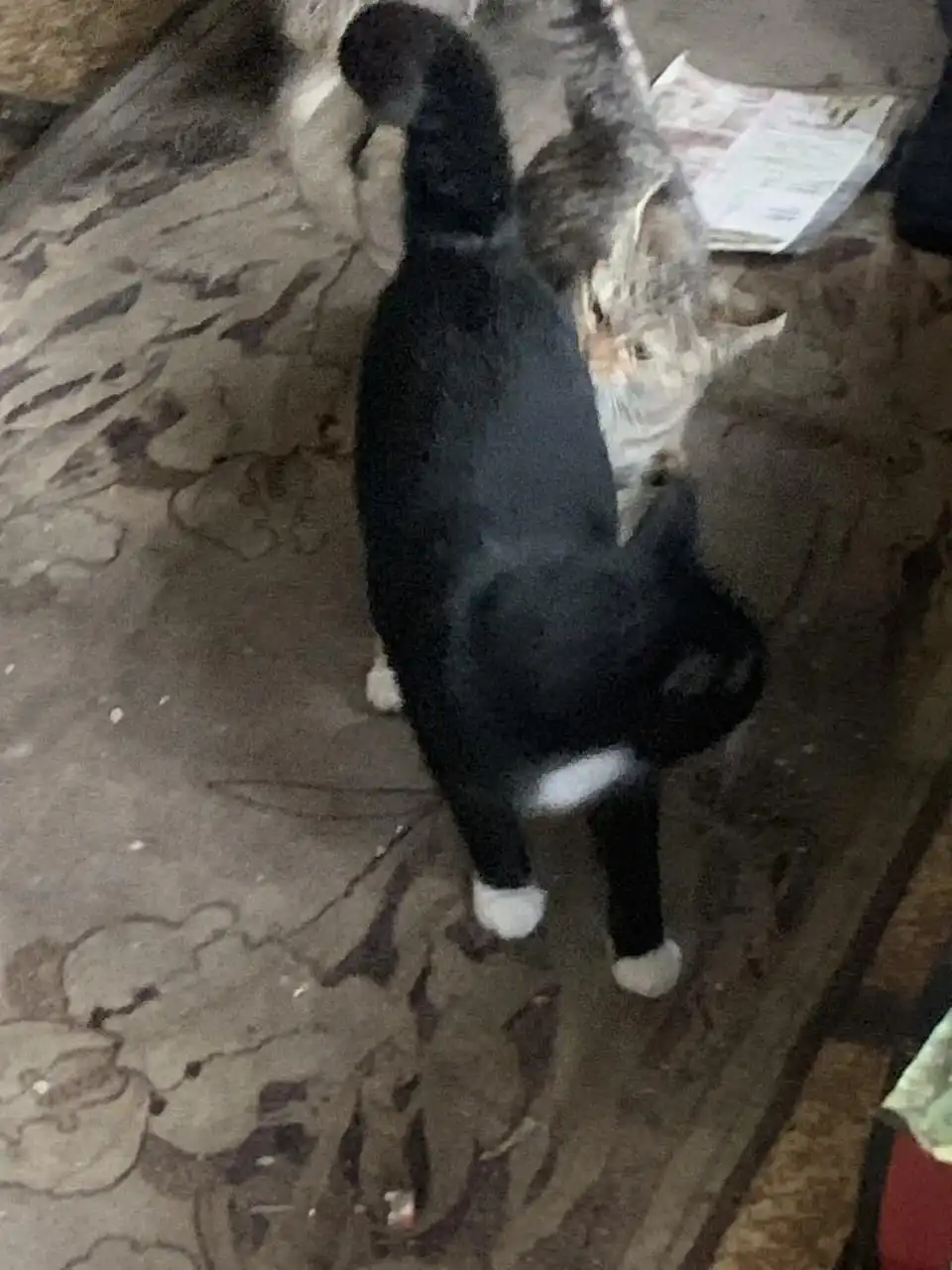 Пристройство 6 кошек и котов в добрые руки