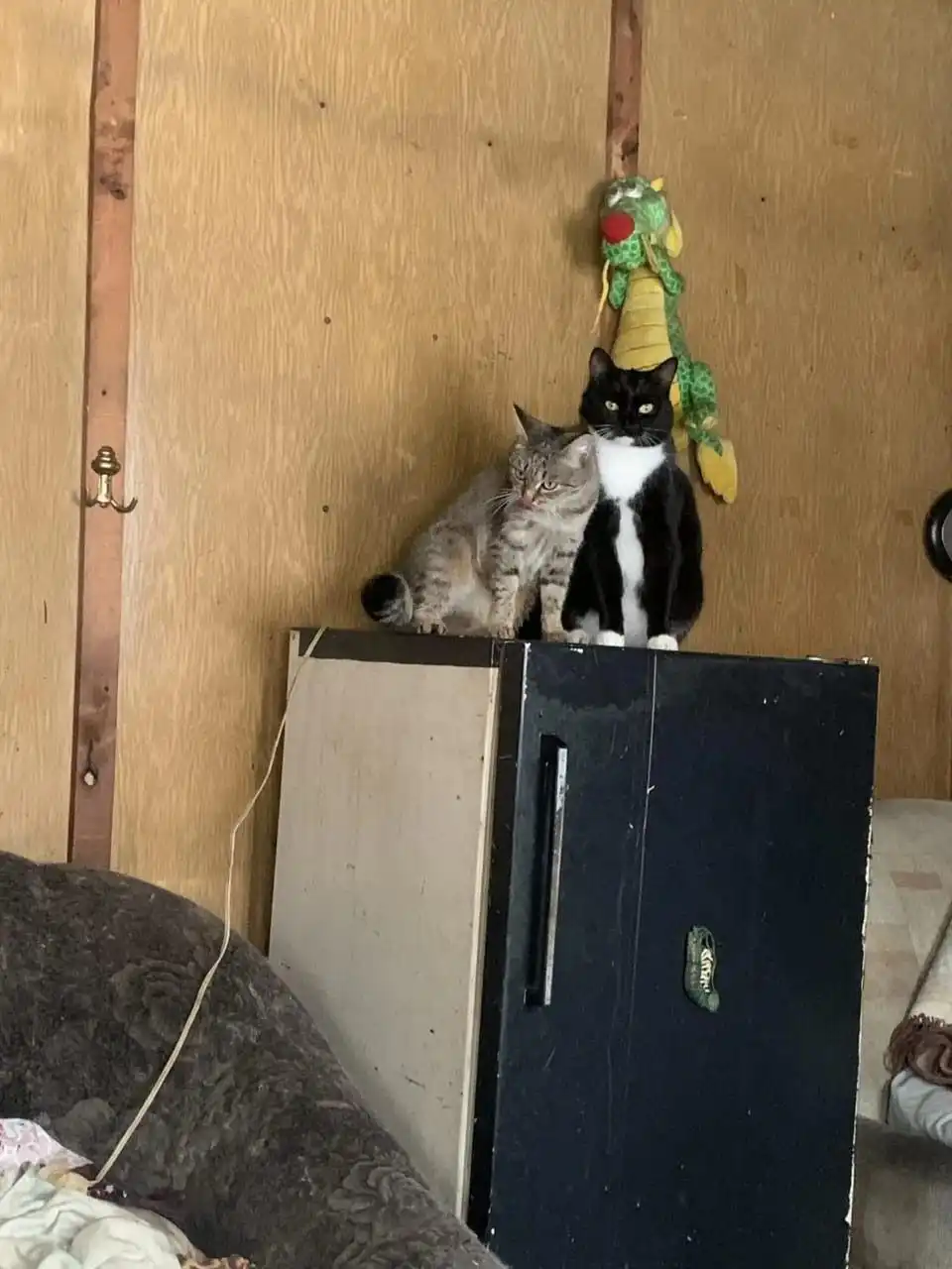 Пристройство 6 кошек и котов в добрые руки