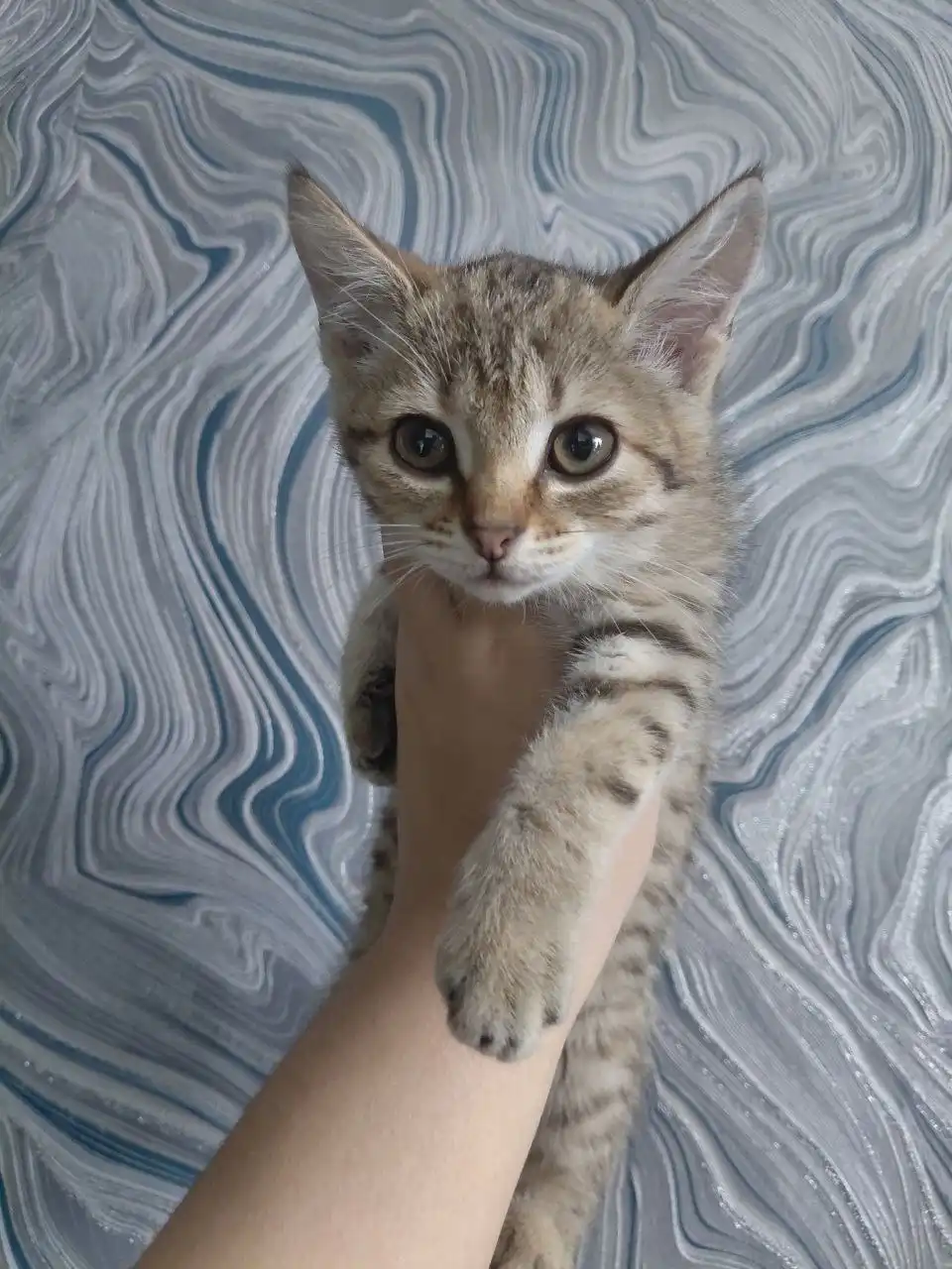 Отдам в добрые руки девочку 4 месяца