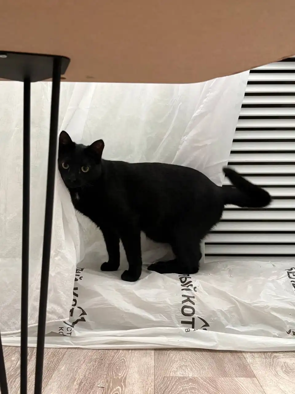 Отдам кошечку в добрые руки