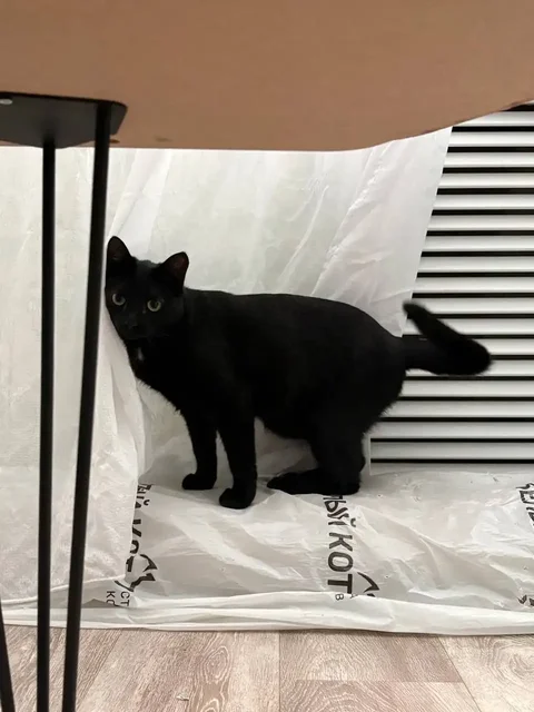 Отдам кошечку в добрые руки - Животные в Барнаул