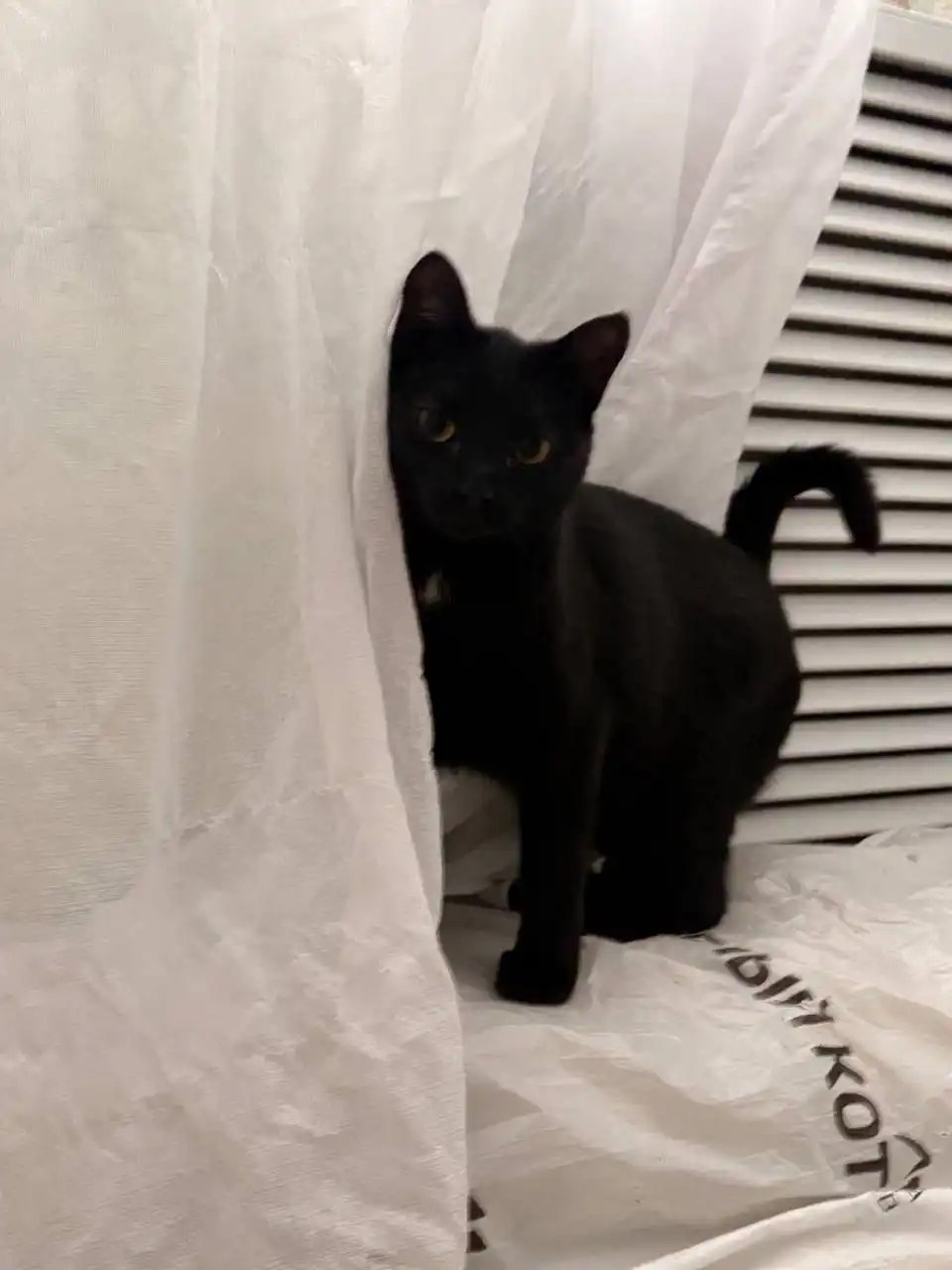 Отдам кошечку в добрые руки