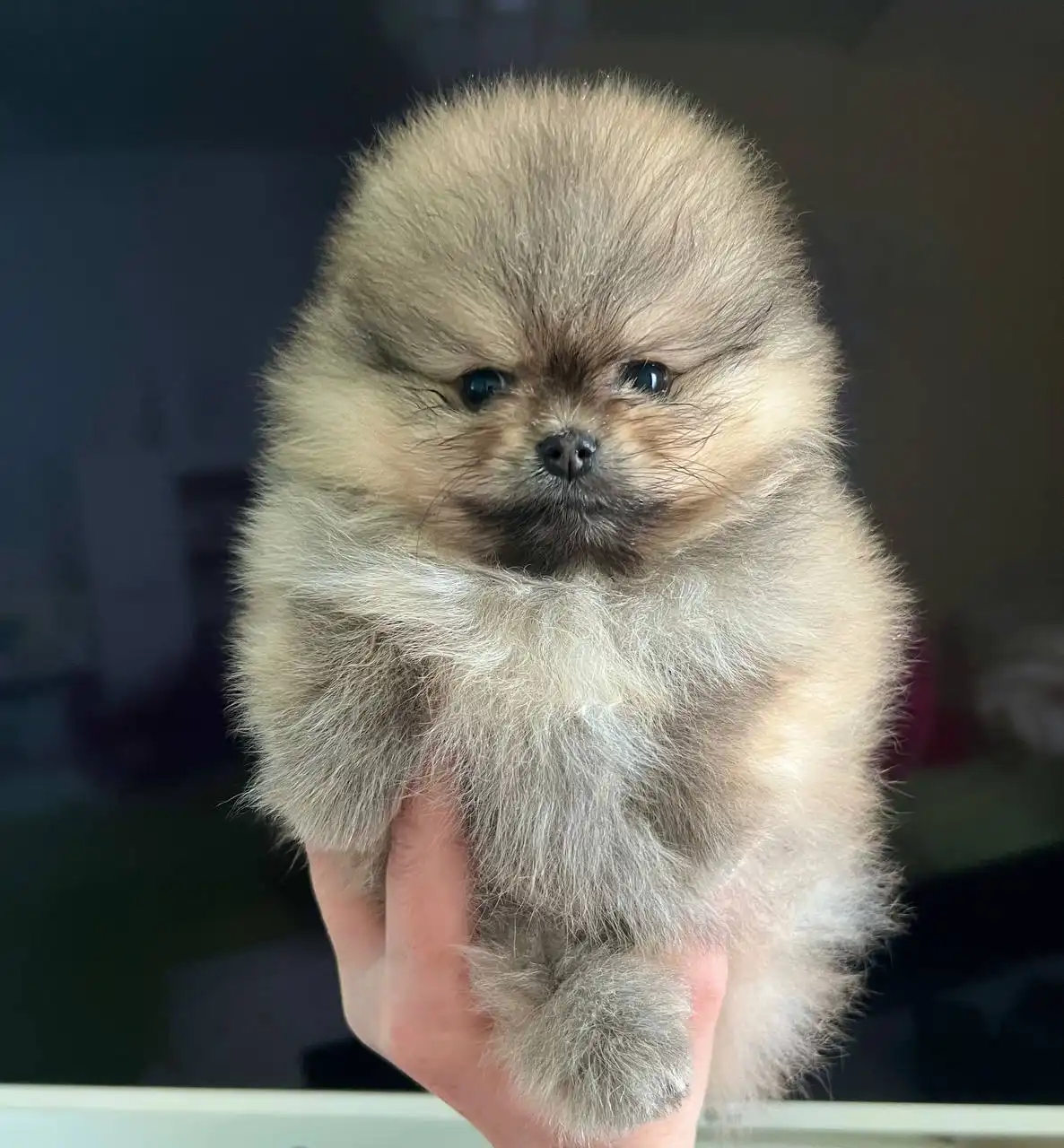 Померанский шпиц