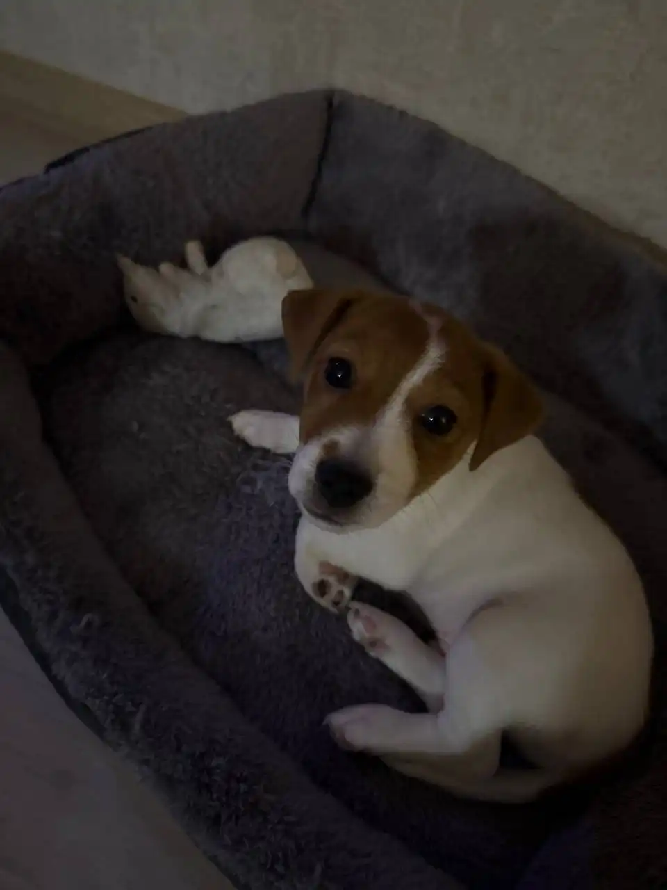 Продам Джека 15000₽ возраст два с половиной месяца - Собаки (Животные) в Барнаул