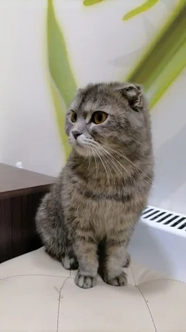 Найден кот возле подъезда - Животные в Барнаул