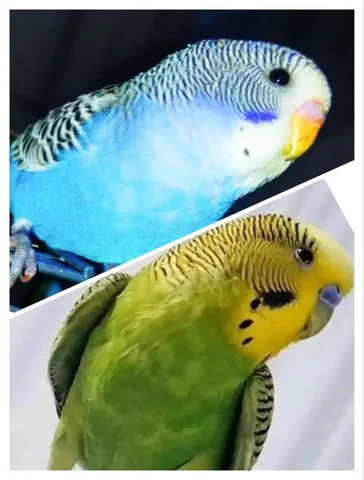 Попугаи для приручения и разведения в Барнауле - Животные в Барнаул