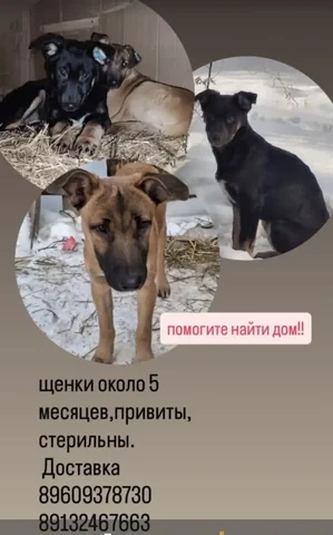 Щенки в добрые руки в Барнауле - Животные в Барнаул