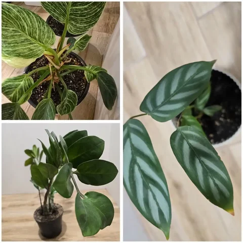 Продажа комнатных растений в Барнауле - Подарки в Барнаул