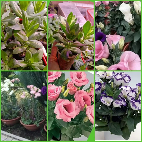 Рассада эустомы и других растений в Барнауле - Хобби и отдых в Барнаул