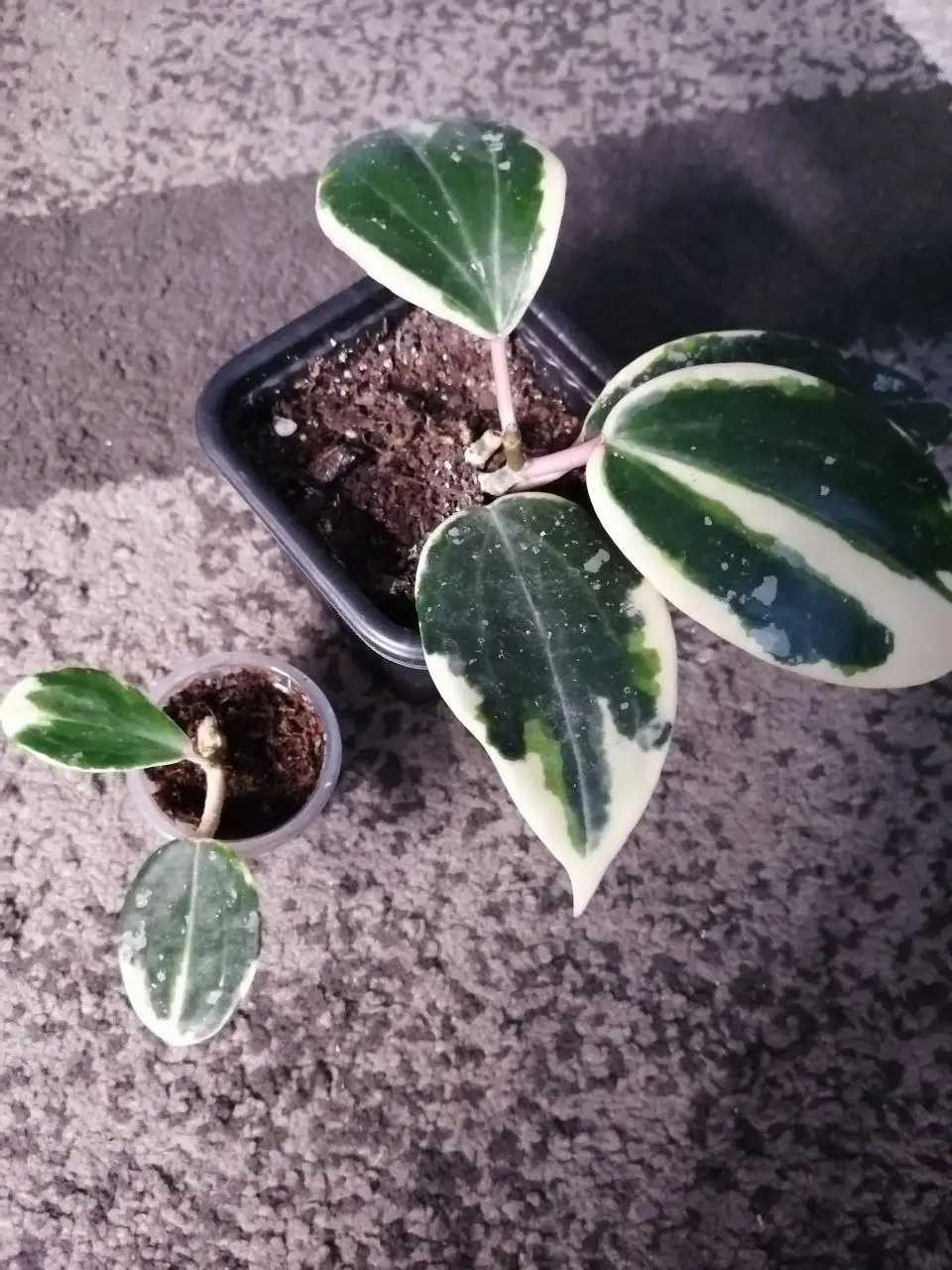 Хойи укоренённые и на срез, дисхидии - Растения (Хобби и отдых) в Барнаул