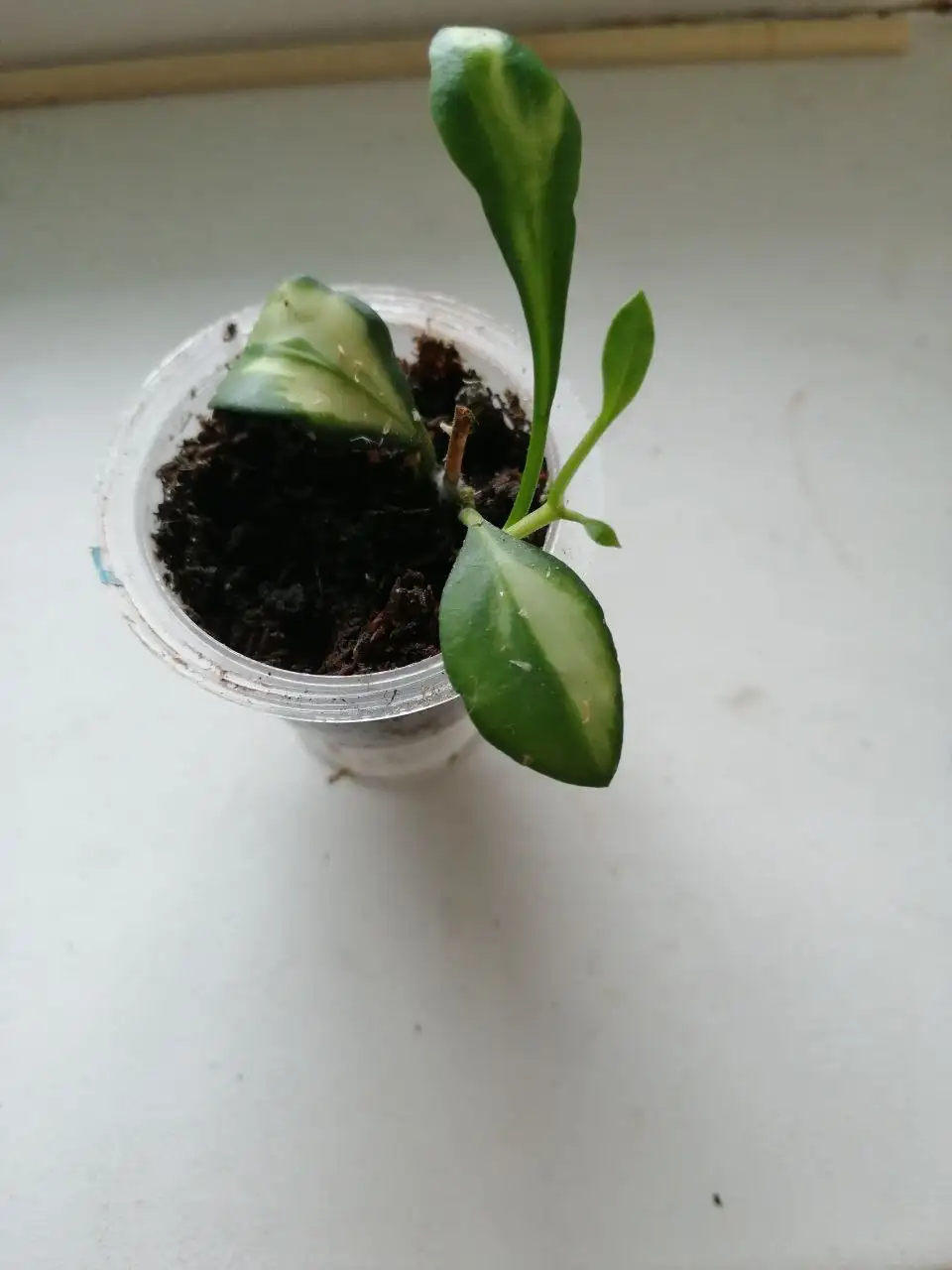 Хойи укоренённые и на срез, дисхидии - Растения (Хобби и отдых) в Барнаул