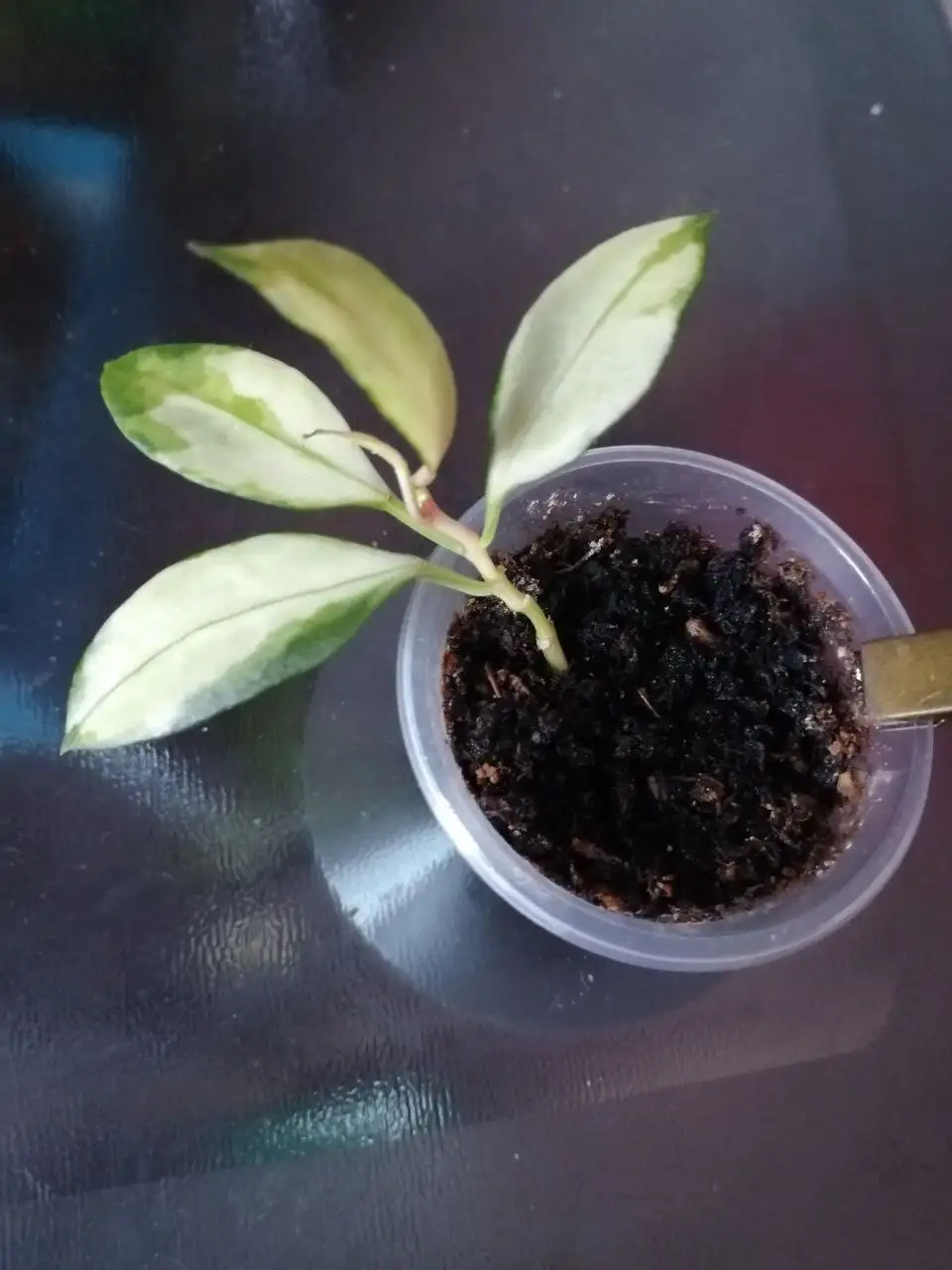 Хойи укоренённые и на срез, дисхидии - Растения (Хобби и отдых) в Барнаул