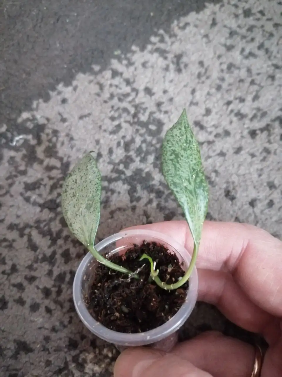 Хойи укоренённые и на срез, дисхидии - Растения (Хобби и отдых) в Барнаул