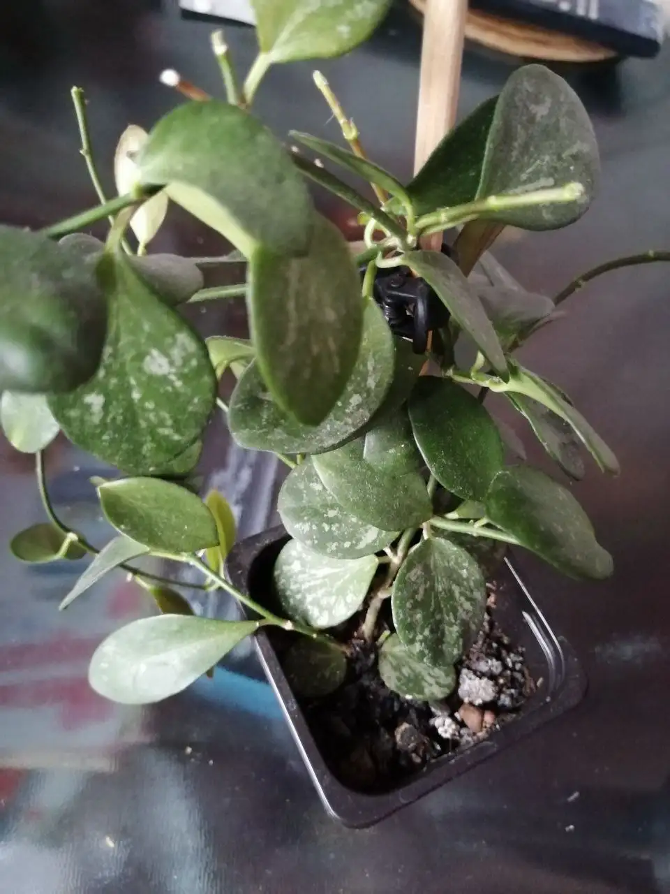 Хойи укоренённые и на срез, дисхидии - Растения (Хобби и отдых) в Барнаул