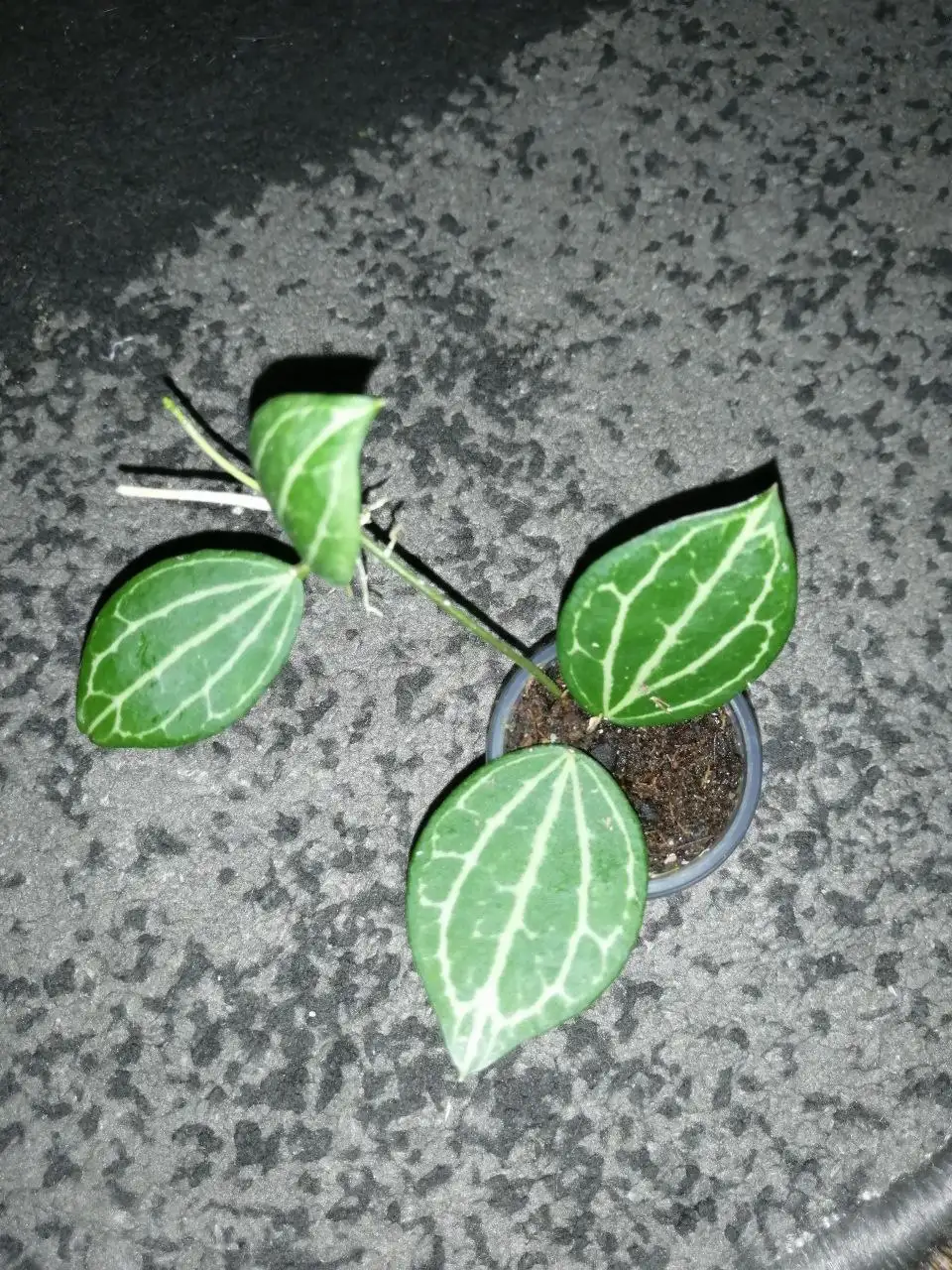 Хойи укоренённые и на срез, дисхидии - Растения (Хобби и отдых) в Барнаул