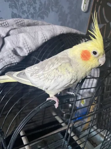 Продам попугая корелла самка 1,5 года с клеткой и кормом - Сбор средств на лечение в Ульяновск