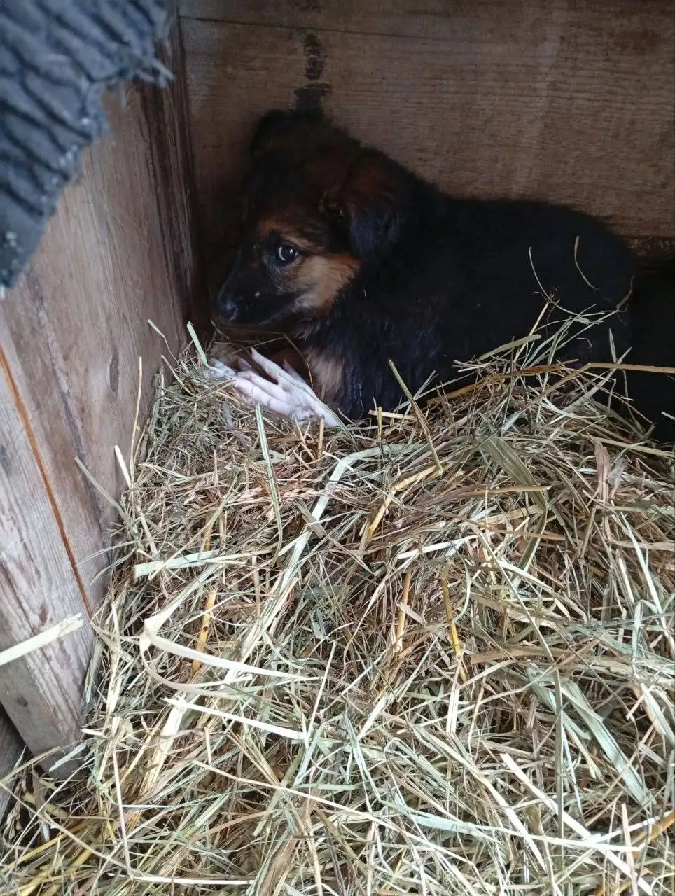 Щенок ищет дом в Ульяновске - Собаки (Животные) в Ульяновск