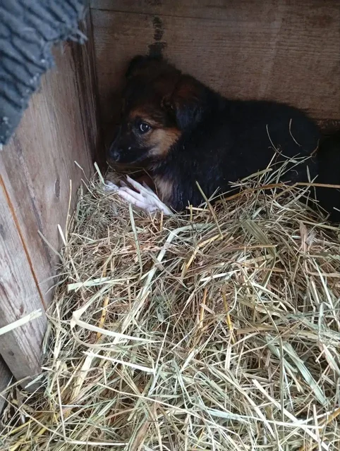 Щенок ищет дом в Ульяновске - Животные в Ульяновск