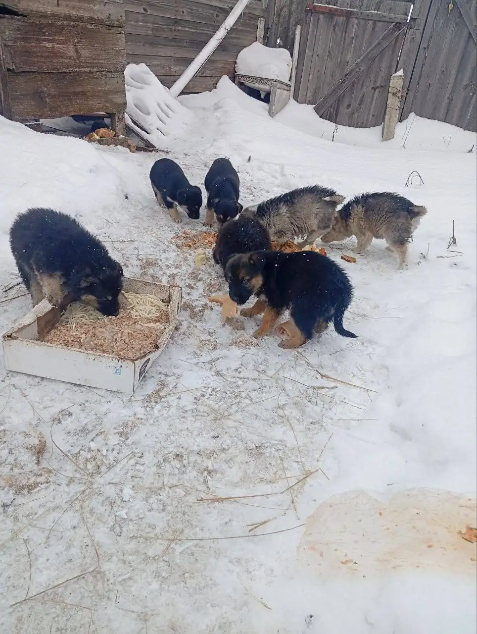 Щенок ищет дом в Ульяновске - Собаки (Животные) в Ульяновск