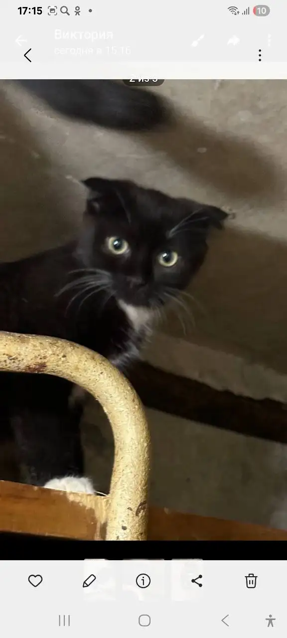 Котенок 5 месяцев - Кошки (Животные) в Ульяновск