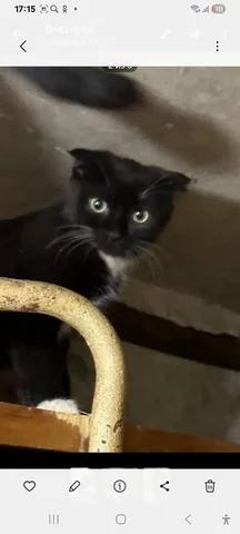 Котенок 5 месяцев - Животные в Ульяновск