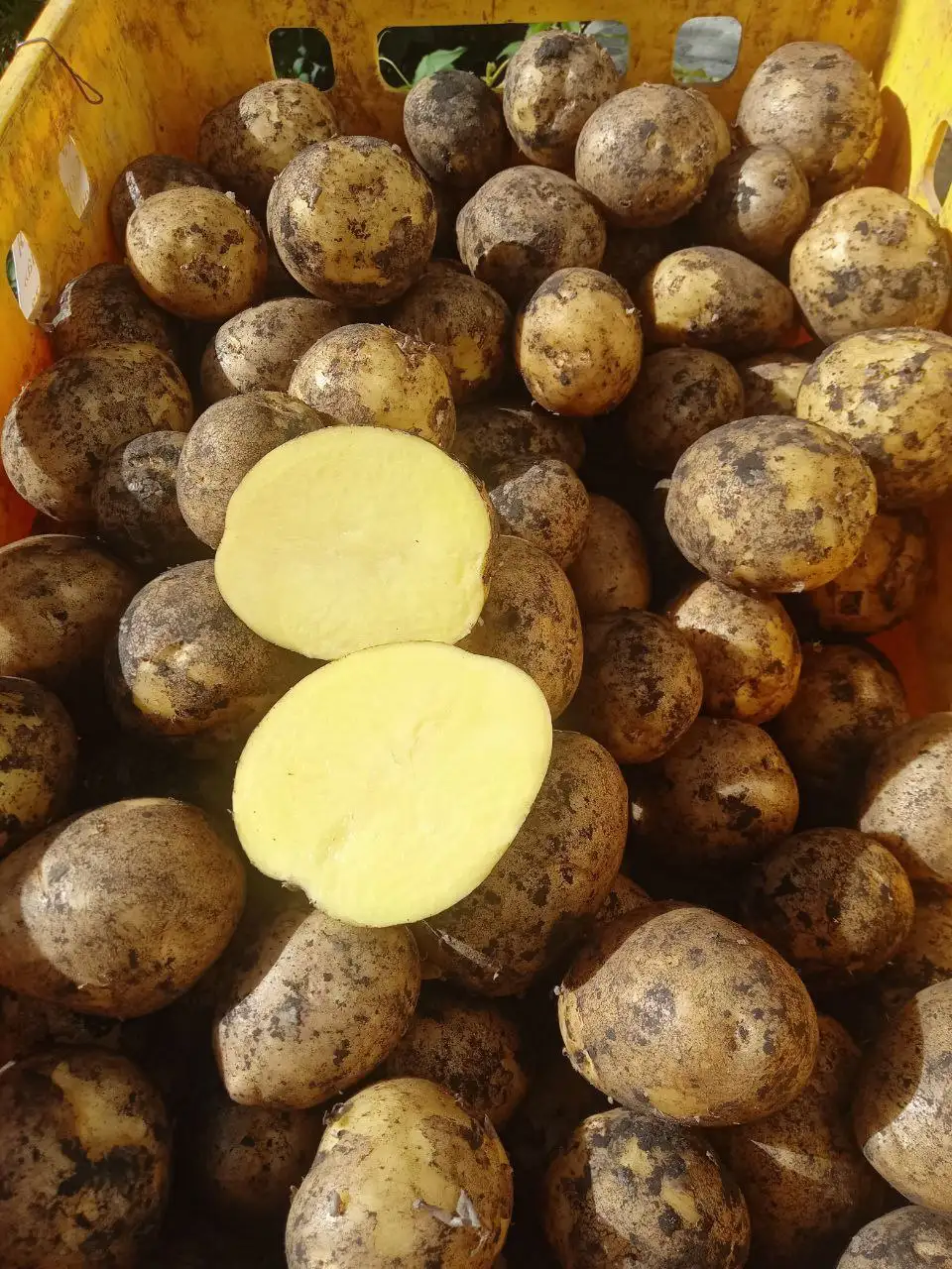 Продажа картофеля сорт Гала из Чувашии - Барахолка в Ульяновск