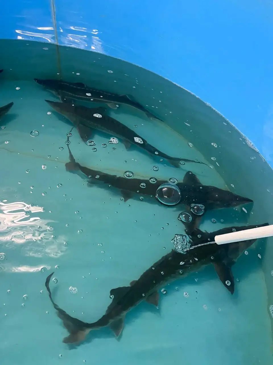 Продажа живой рыбы осетр - Рыбы (Животные) в Ульяновск