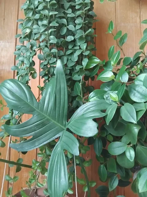 Продажа отростков комнатных растений - частное объявление в Ульяновск