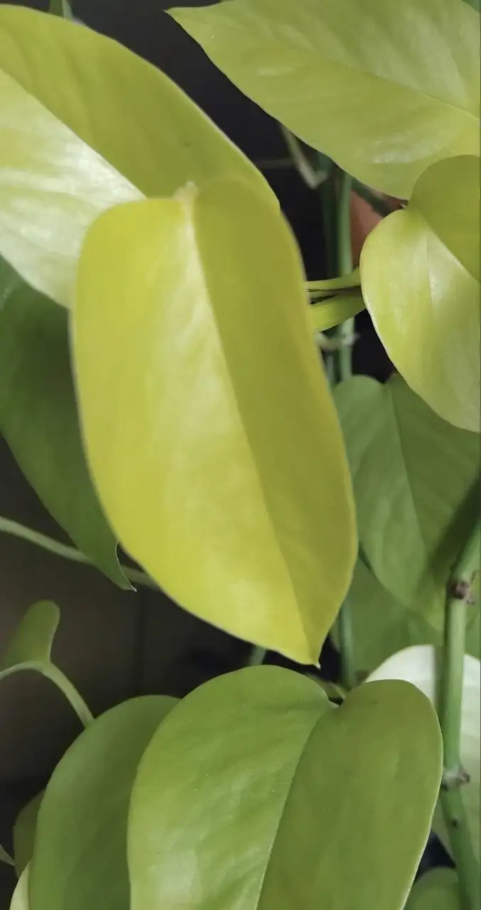 Продажа отростков комнатных растений - Комнатные растения (Хобби и отдых) в Ульяновск