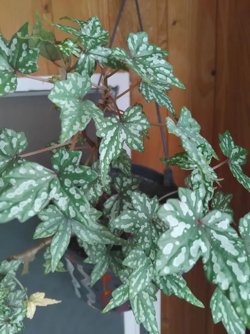 Продажа отростков комнатных растений - Комнатные растения (Хобби и отдых) в Ульяновск