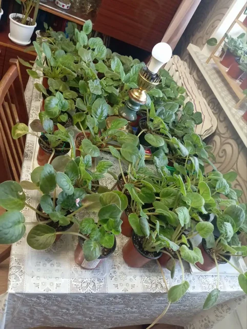 Продам фиалки в горшках - Ткани в Ульяновск