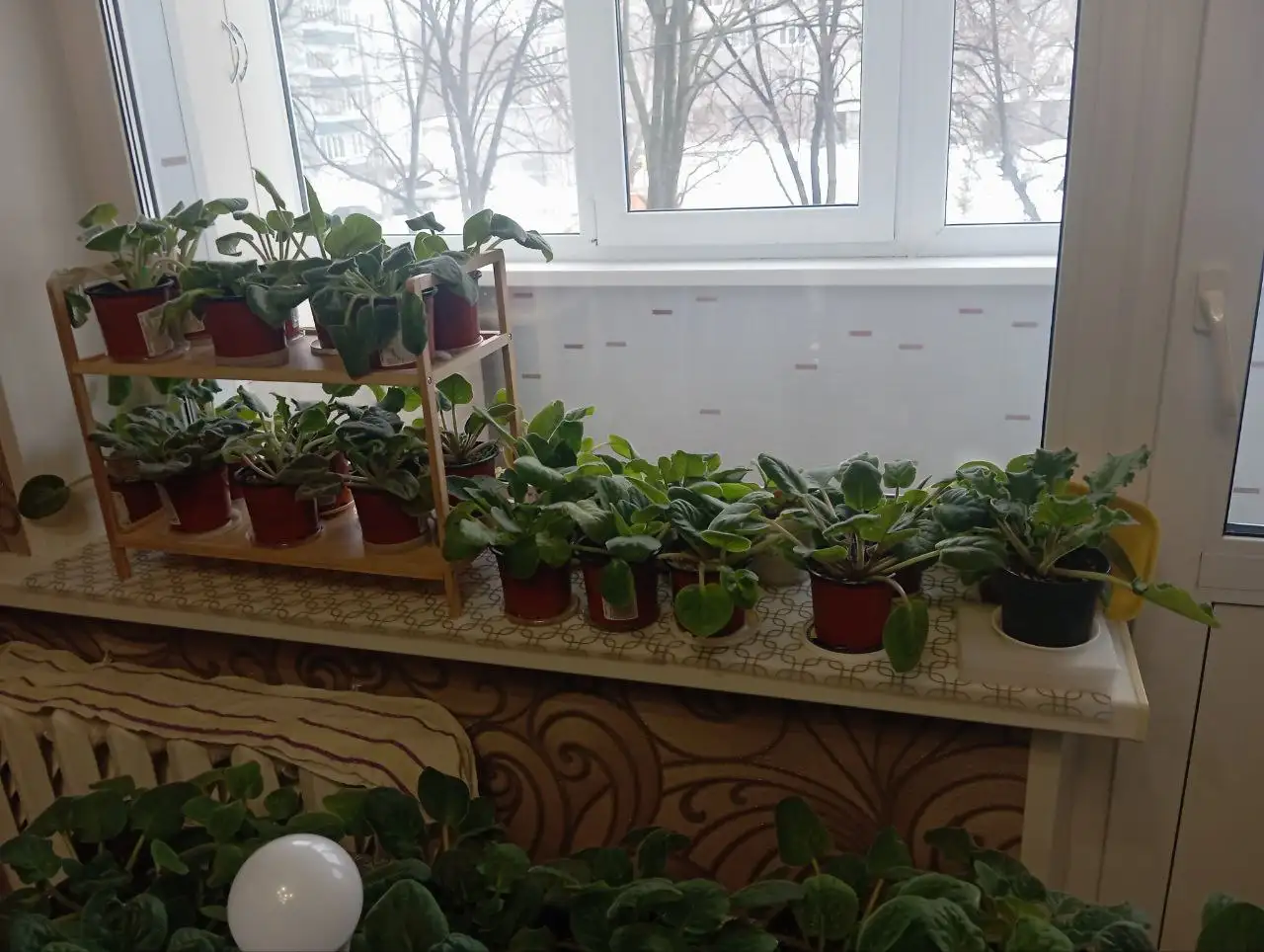 Продам фиалки в горшках - Растения (Барахолка) в Ульяновск