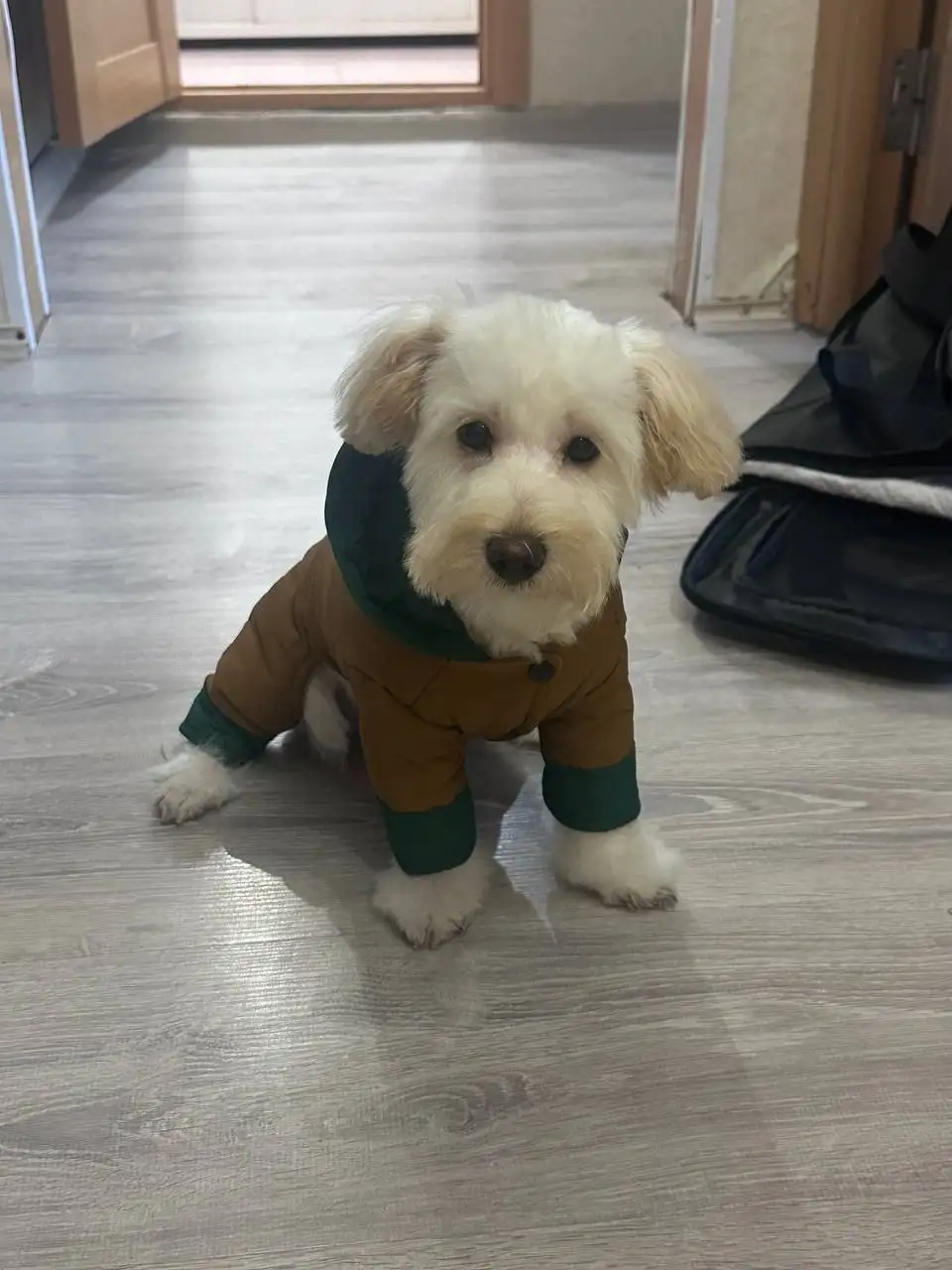 Пропала собака породы мальтипу - Собаки (Животные) в Ульяновск