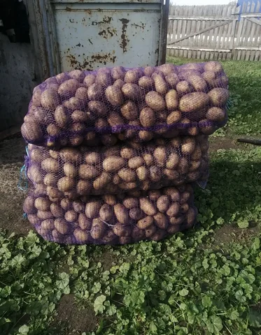 Продам домашний картофель сорт гала - Бытовая техника в Ульяновск