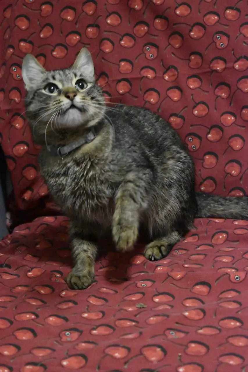 Котик ищет любящую семью - Кошки (Животные) в Ульяновск