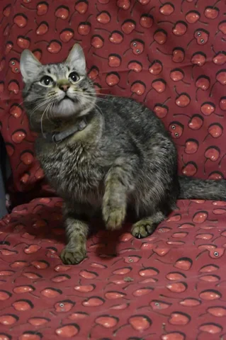 Котик ищет любящую семью - Аксессуары для животных в Ульяновск