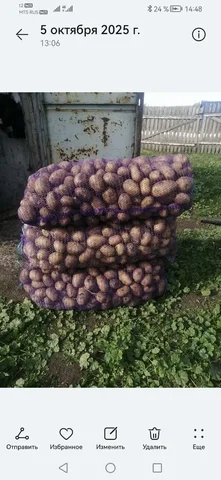 Продам домашний картофель сорт гала - Часы в Ульяновск