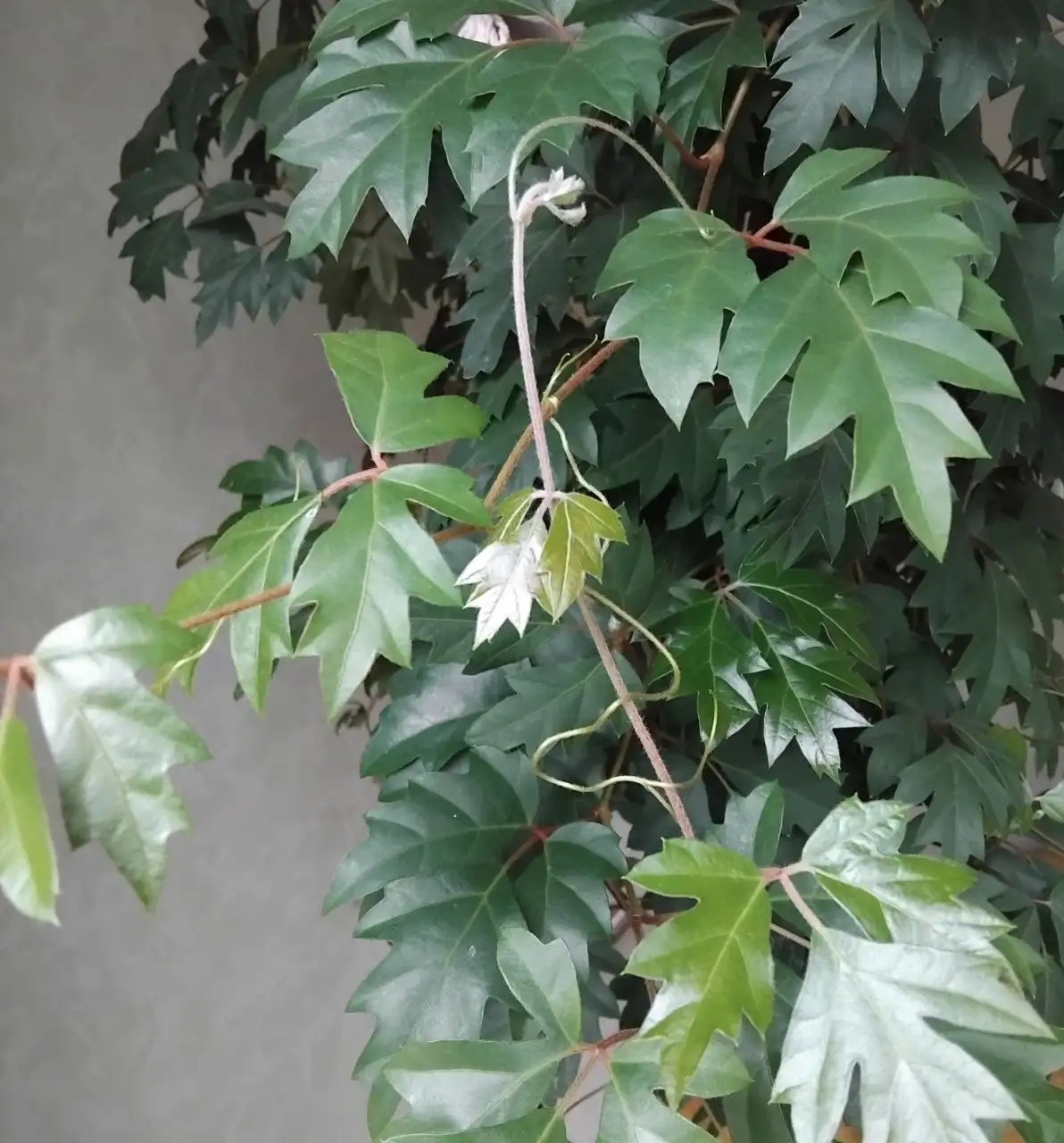 Продажа отростков - Растения (Хобби и отдых) в Ульяновск