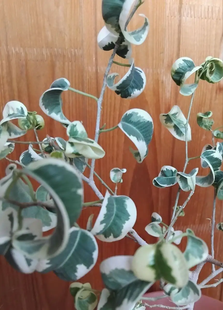 Продажа отростков - Растения (Хобби и отдых) в Ульяновск