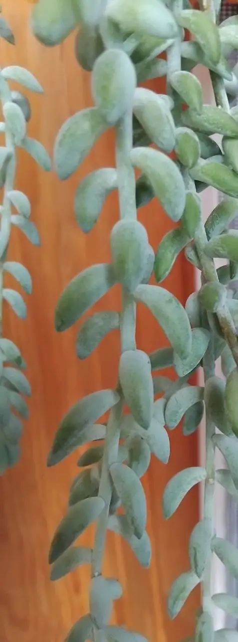 Продажа отростков - Растения (Хобби и отдых) в Ульяновск