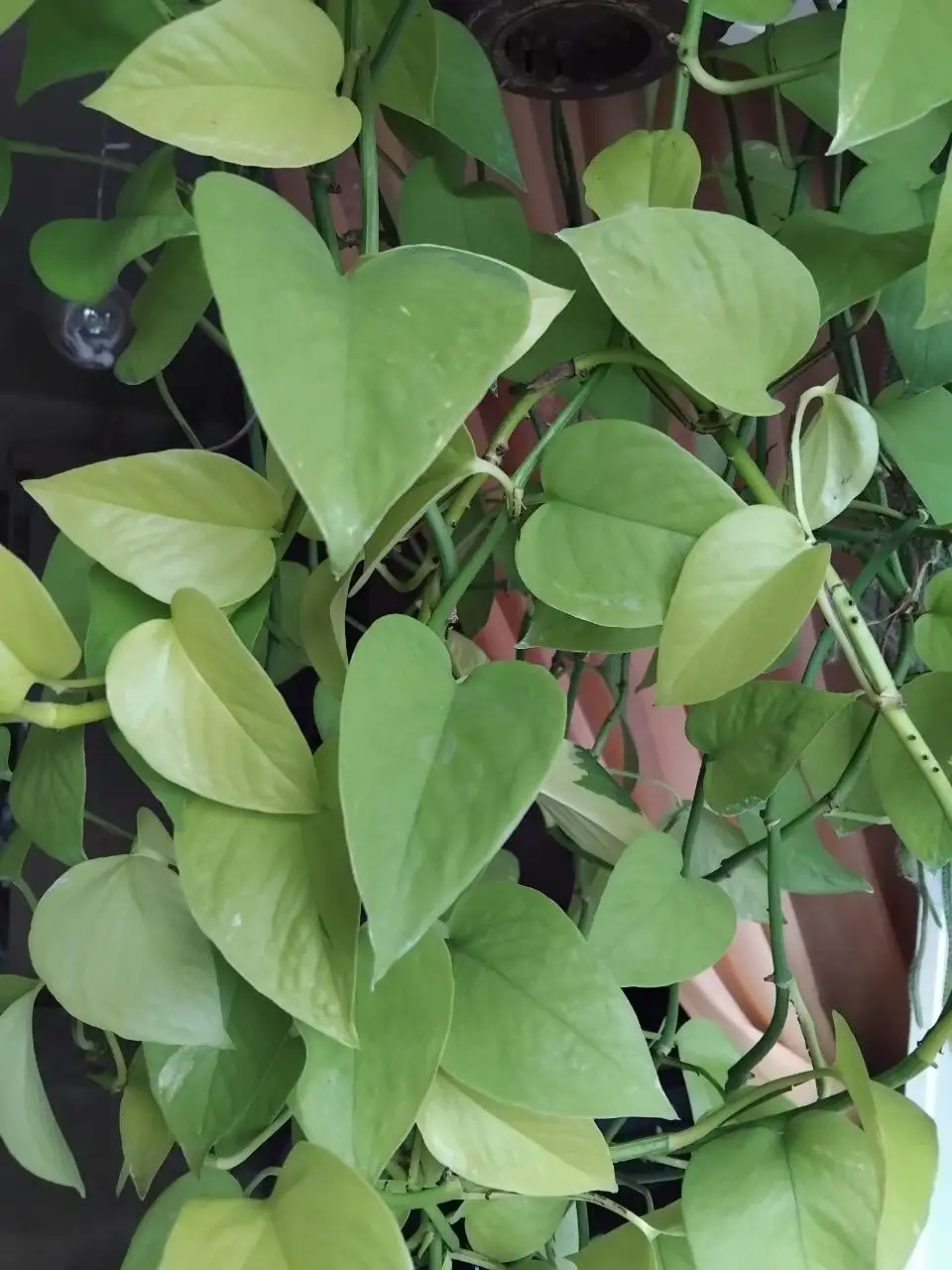 Продажа отростков - Растения (Хобби и отдых) в Ульяновск