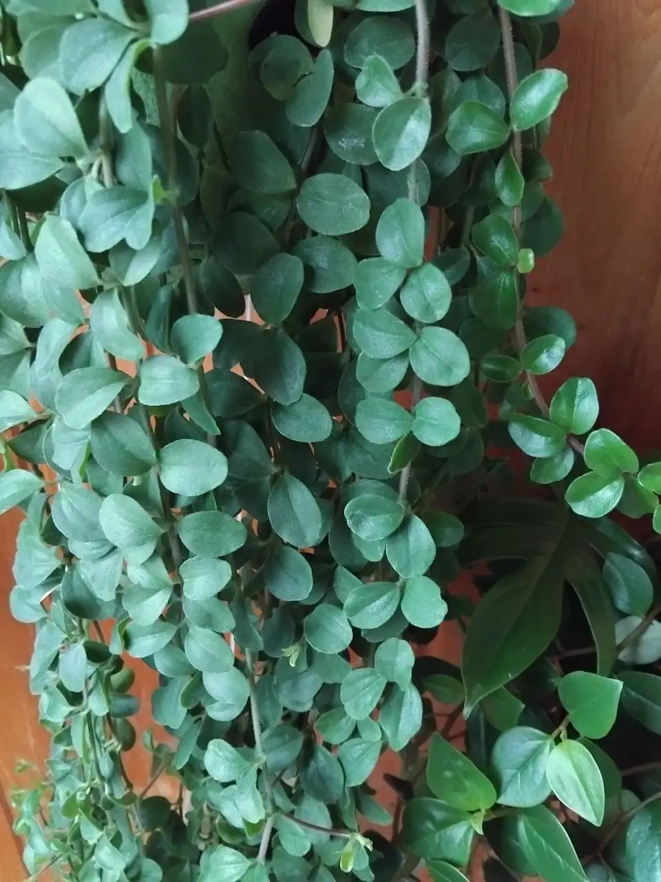 Продажа отростков - Растения (Хобби и отдых) в Ульяновск