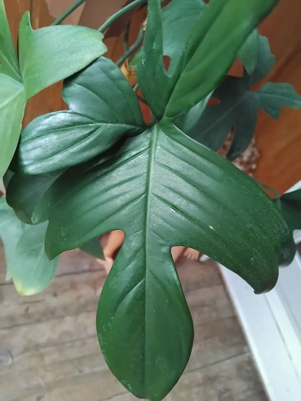 Продажа отростков - Растения (Хобби и отдых) в Ульяновск