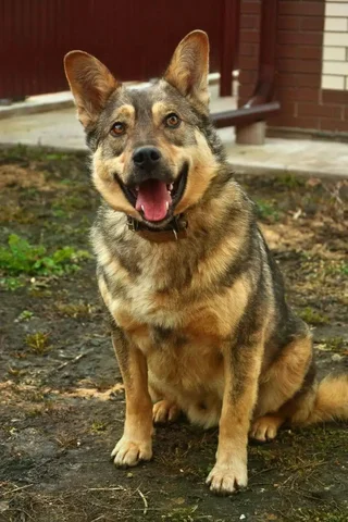 Серый волчонок Малыш ищет дом - Лекарства для животных в Ульяновск