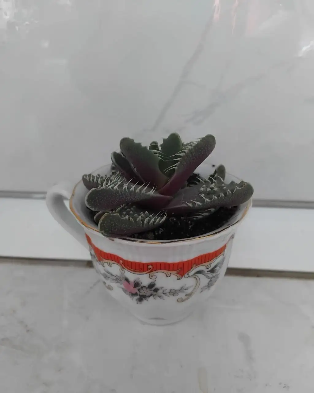 Продам редкие суккуленты - Растения (Хобби и отдых) в Ульяновск