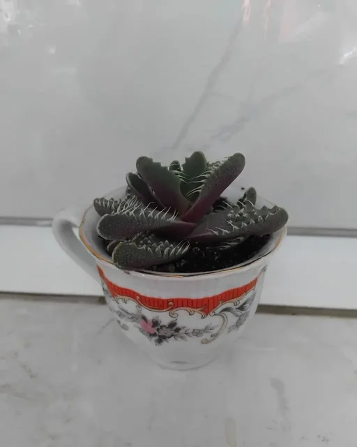 Продам редкие суккуленты - Нумизматика в Ульяновск