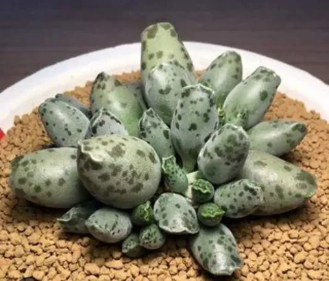 Редкий суккулент - Нумизматика в Ульяновск